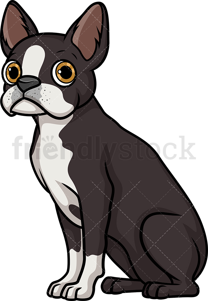 691x1000 Obedient Boston Terrier Sitting Cartoon Clipart Vector