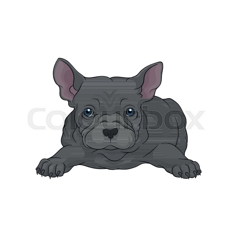 800x800 Portrait Of Cute Boston Terrier Puppy Stock Vector Colourbox
