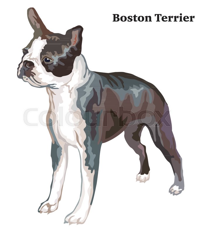 677x800 Portrait Of Standing In Profile Boston Stock Vector Colourbox