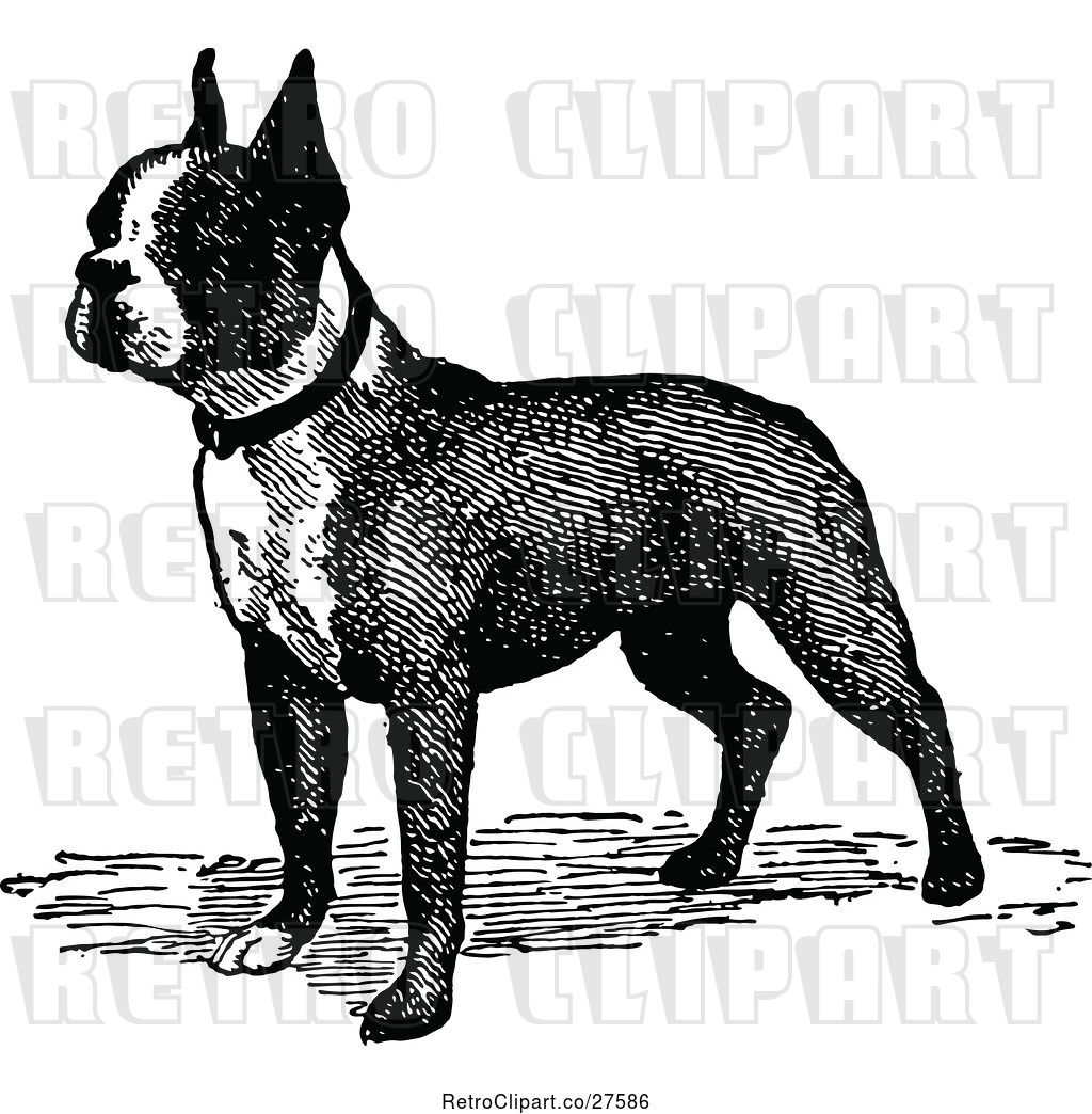 1024x1044 Vector Clip Art Of Retro Boston Terrier Dog