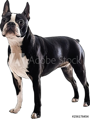 380x500 Vector Illustration Of A Boston Terrier