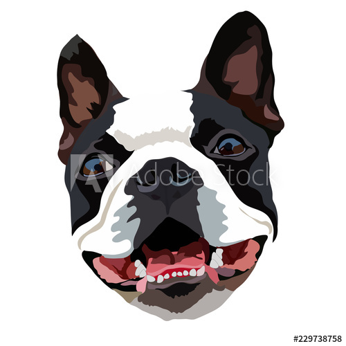 500x500 Vector Closeup Portrait Of The Dog Boston Terrier Breed
