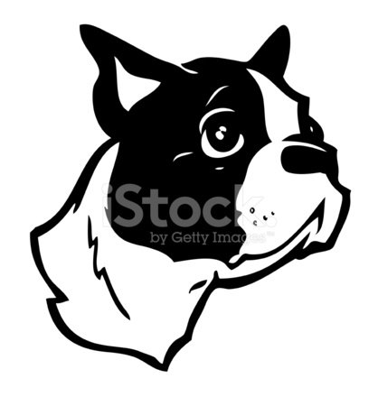 418x440 Boston Terrier