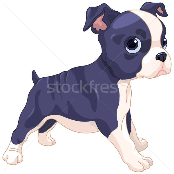 600x600 Boston Terrier Cub Vector Illustration Anna Velichkovsky