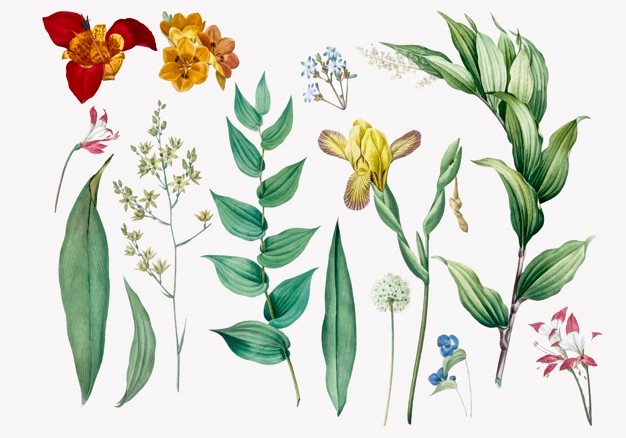 626x438 Botany Vectors, Photos And Free Download
