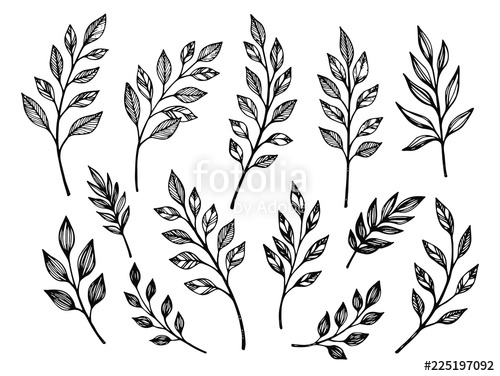 500x376 Hand Drawn Leaves Botanical Vector Illustrations Stock Image