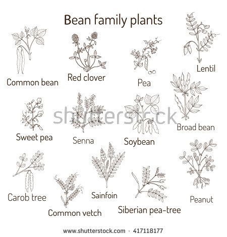 450x470 Bean Family Plants
