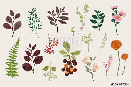 500x333 Leaves, Flowers And Berries Set Botanical Vector Vintage