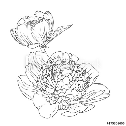 500x500 Peony Rose Blooming Garden Flowers Detailed Outline Sketch Drawing