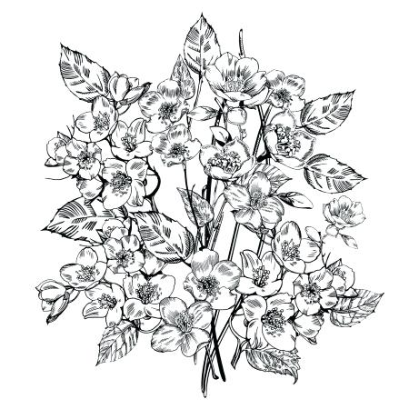 450x450 Flowers Black And White Botanical Vector