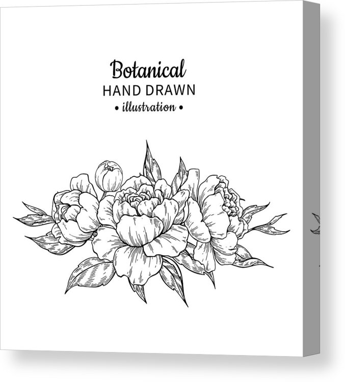 677x750 Vintage Flower Bouquet Vector Drawing Peony, Rose Canvas Print