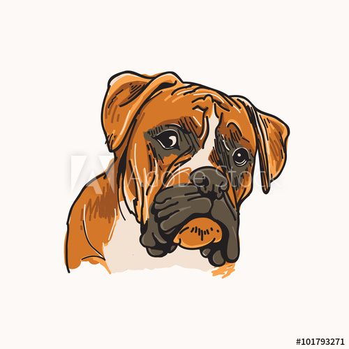 500x500 Boxer Dog Vector Illustration