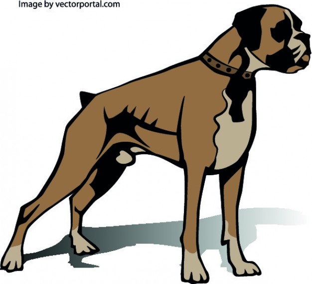 626x569 Boxer Dog Vectors, Photos And Free Download