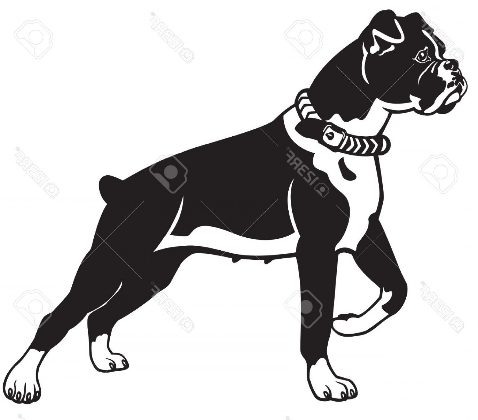 1560x1371 Boxer Dog Vectors Black And White Savoyuptown