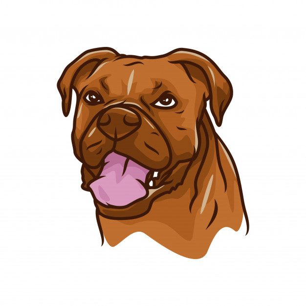 626x626 Boxer Dog
