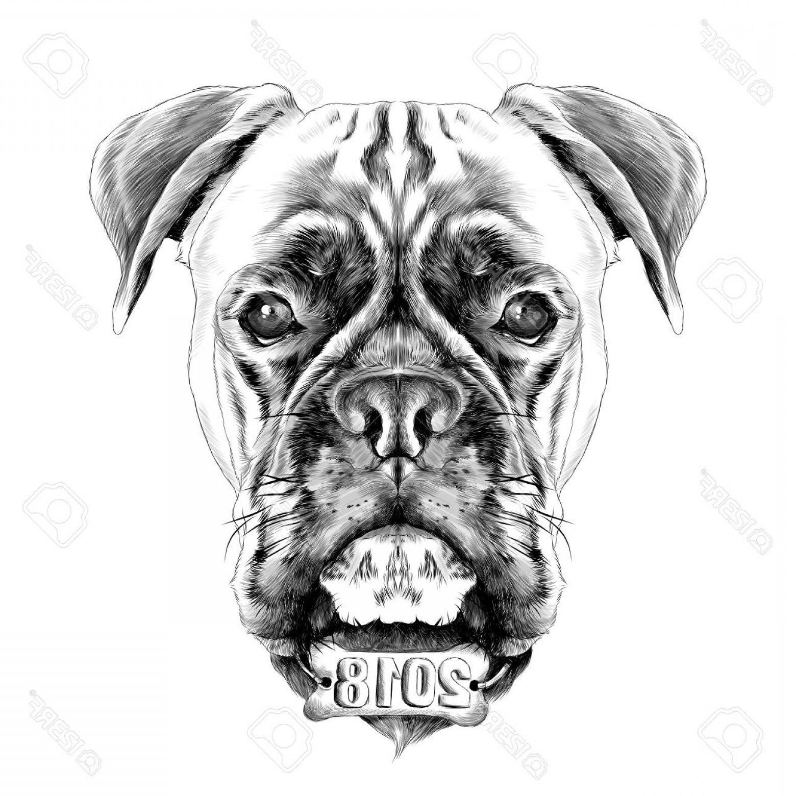 1560x1560 Photostock Vector A Boxer Dog Vector Sketch Graphics Cqrecords