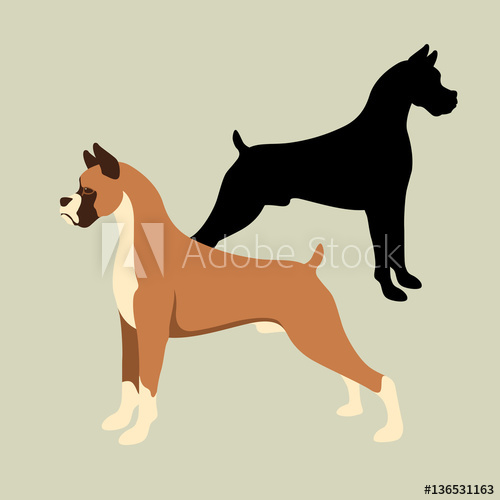 500x500 Boxer Dog Vector Illustration Style Flat Set Silhouette