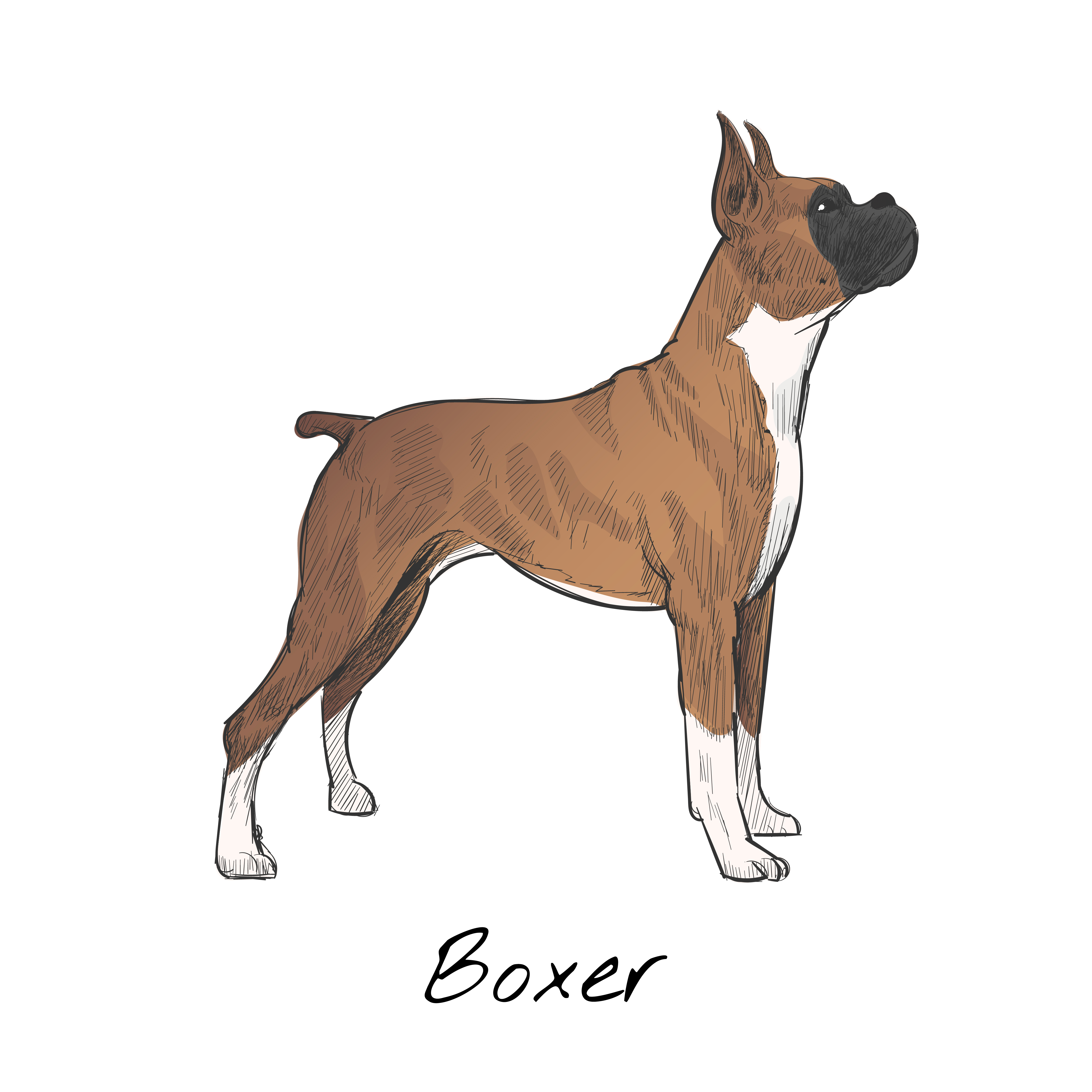 Boxer Dog Vector At Collection Of Boxer Dog Vector