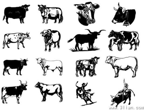 482x368 Brahma Bull Free Vector Download