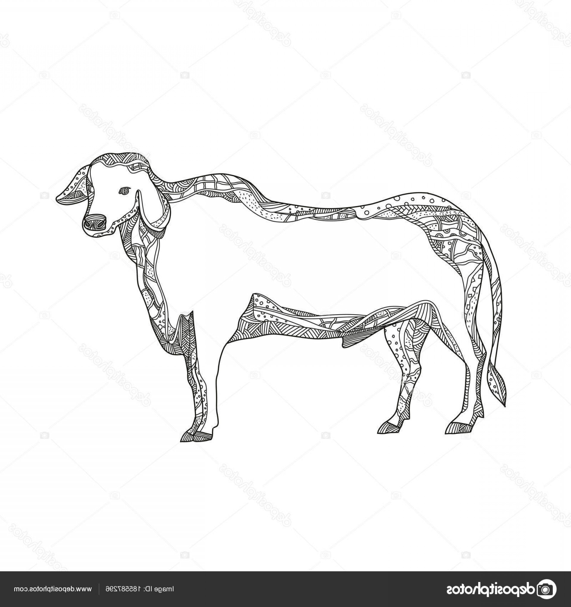 1920x2040 Brahma Bull Vector Art Savoyuptown