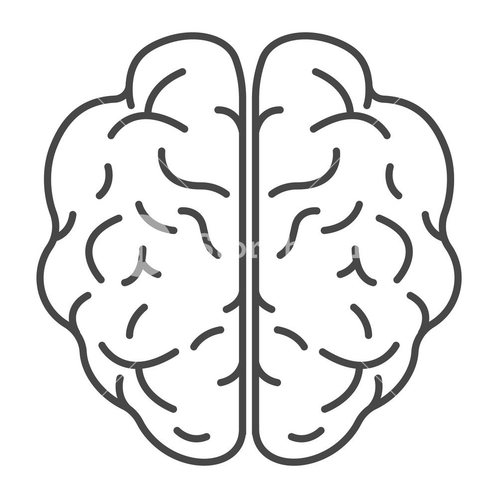 1000x1000 Top View Bran Outline Top View Brain Vector Icon For Web