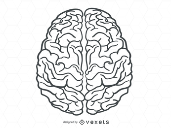 346x260 Brain Vector Graphics To Download