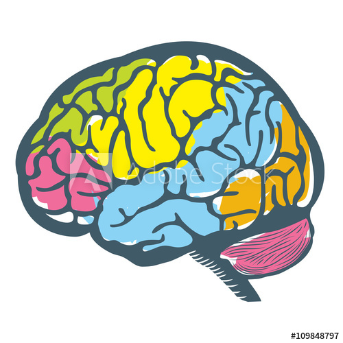 Brain Illustration Vector at Vectorified.com | Collection of Brain ...