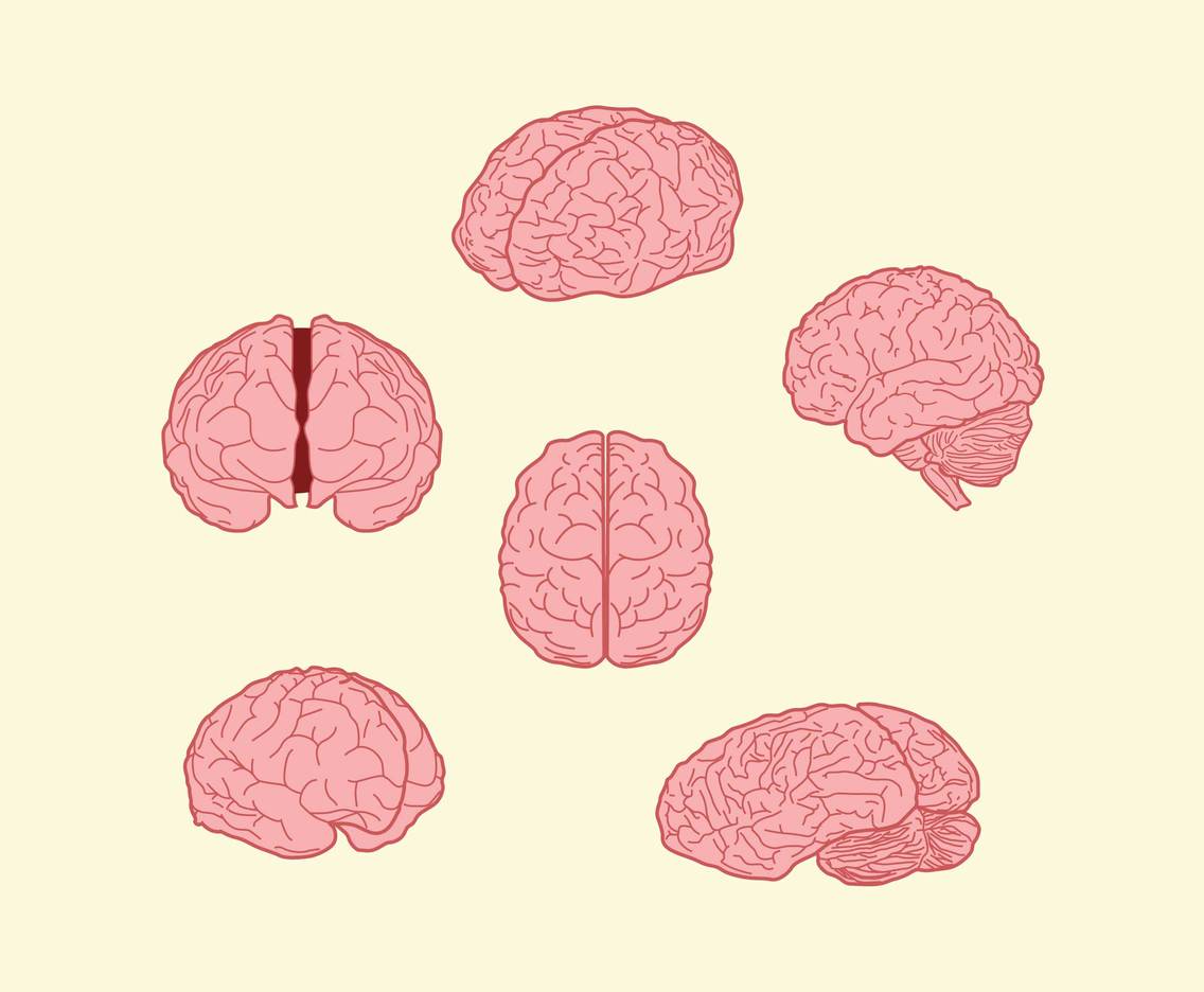 1136x936 Human Brain Illustration Vector Vector Art Graphics