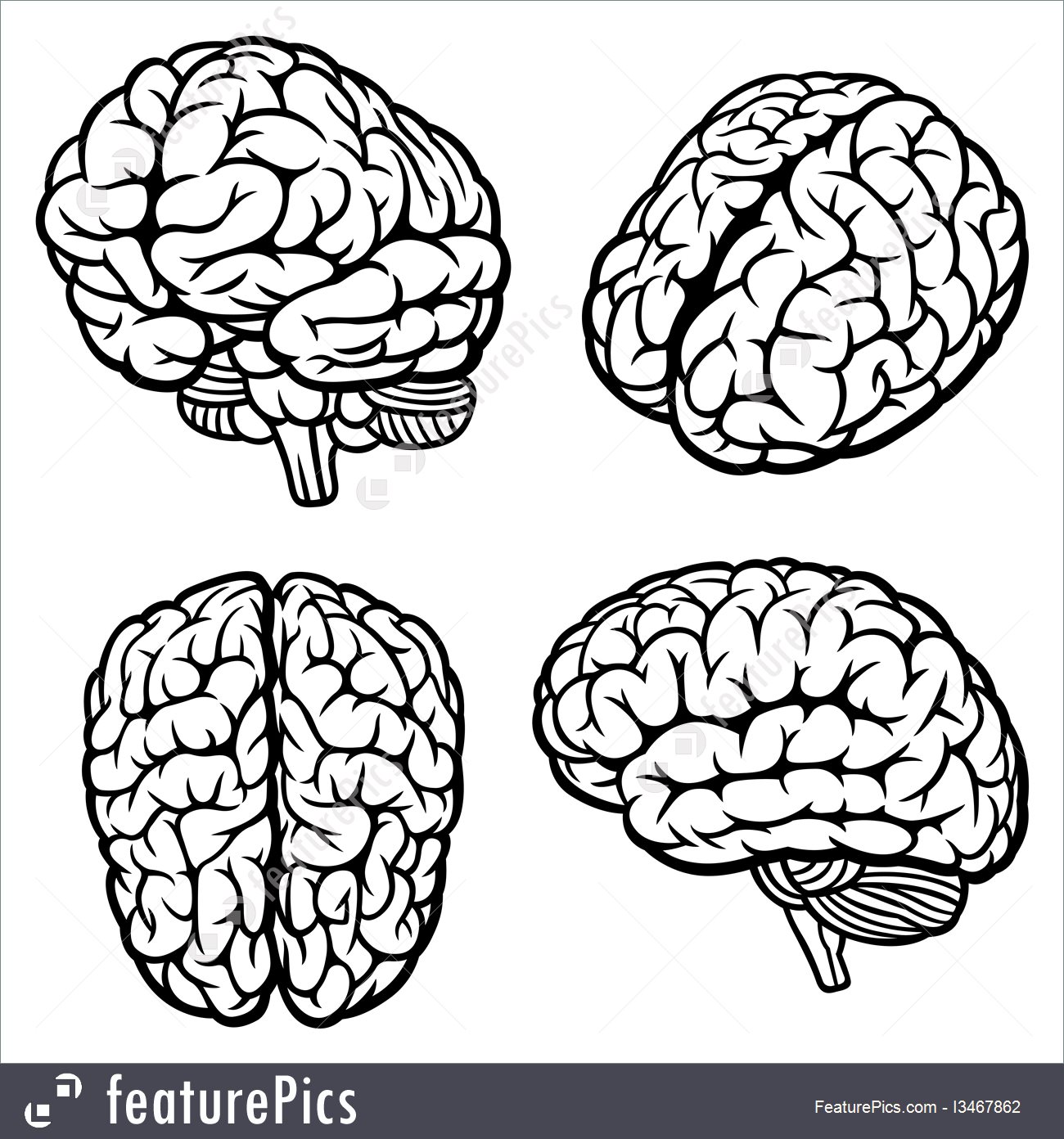 1300x1392 Human Brain Illustration