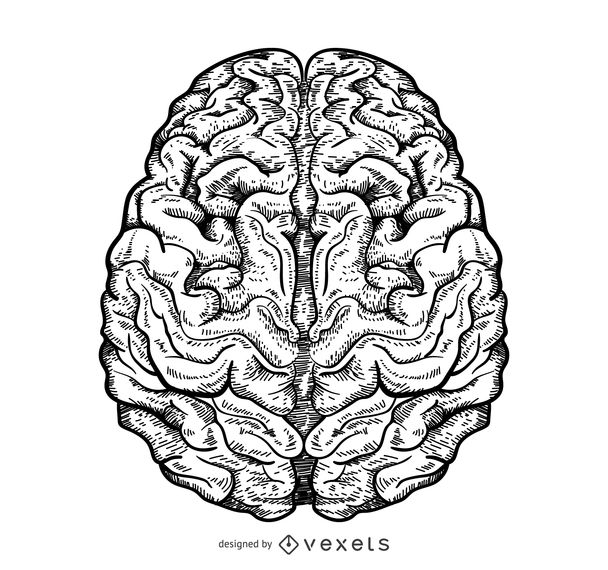608x570 Isolated Brain Illustration