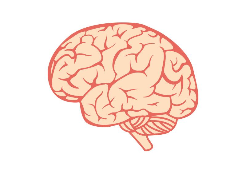 800x566 Brain Free Vector Illustration