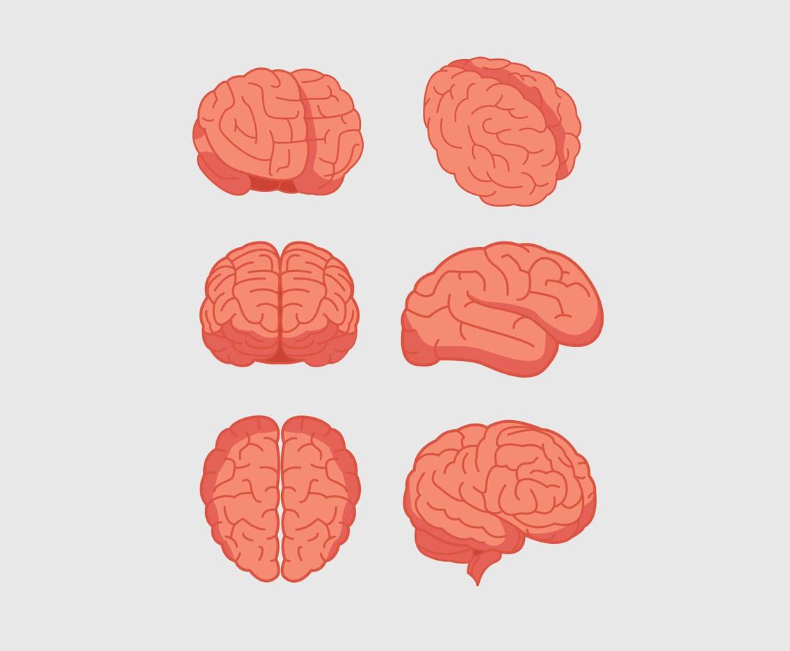 1136x936 Brain Illustration Vector Vector Art Graphics