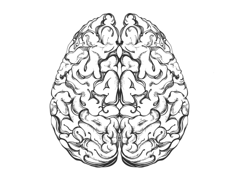 800x600 Brain Illustration