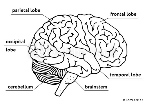 500x355 Human Brain Vector Outline Illustration Isolated On White