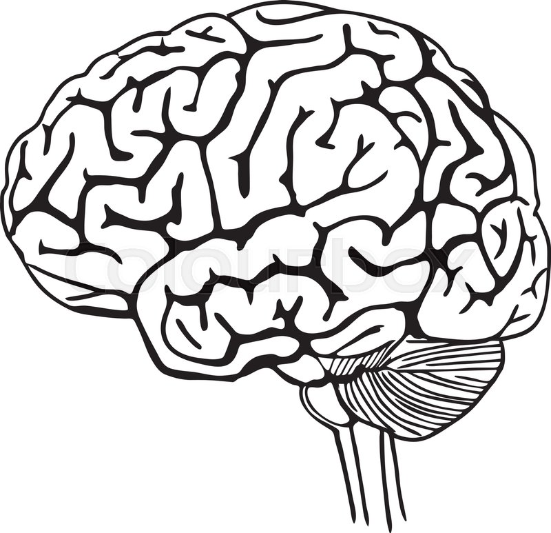 800x773 Vector Outline Illustration Of Human Stock Vector Colourbox