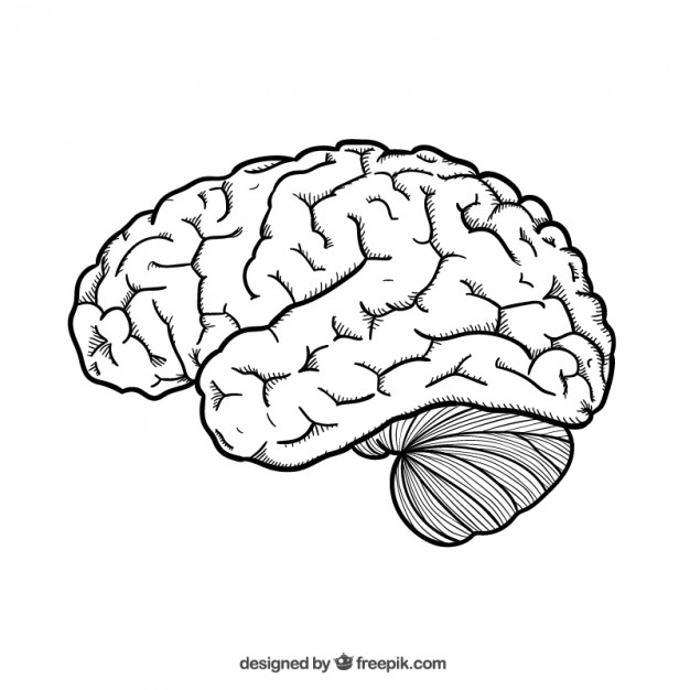 626x626 Hand Drawn Brain Free Vector