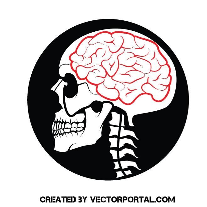 660x660 Skull With A Brain Vector Image Skull Vectors In Brain