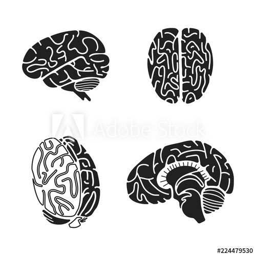 Brain Vector at Vectorified.com | Collection of Brain Vector free for ...