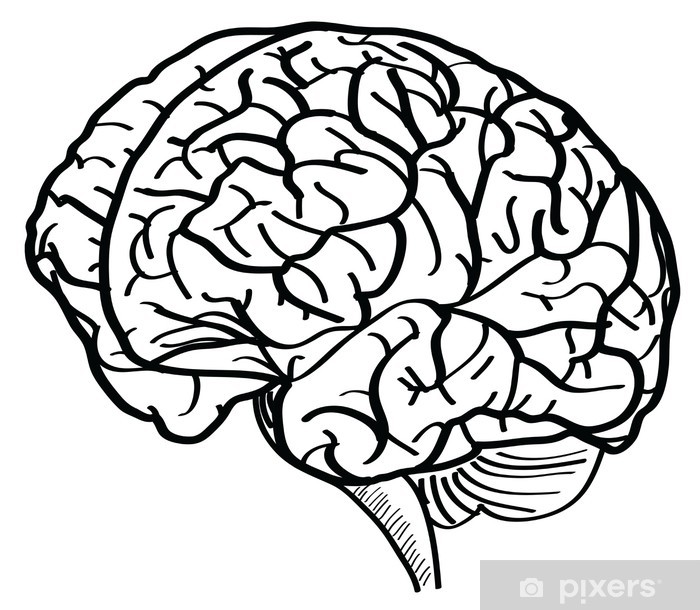 700x610 Human Brain Vector Outline Sketched Up Wall Mural