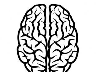 310x233 Vector Brain Free Vectors Ui Download