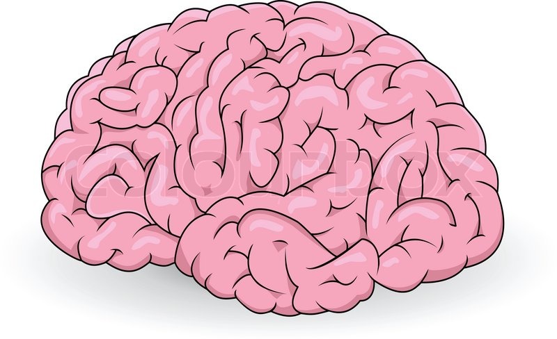 Brain Vector 800x488 Brain Vector