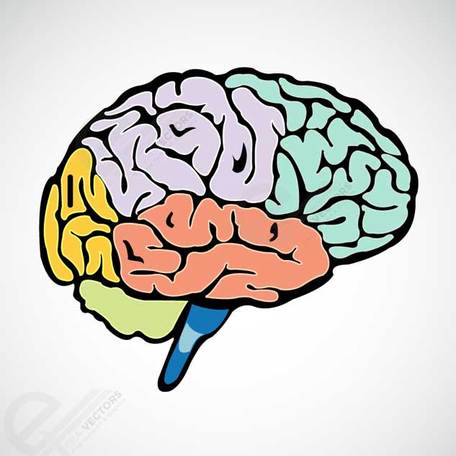 Brain Vector Png Images 456x456 Brain Vector Png Images