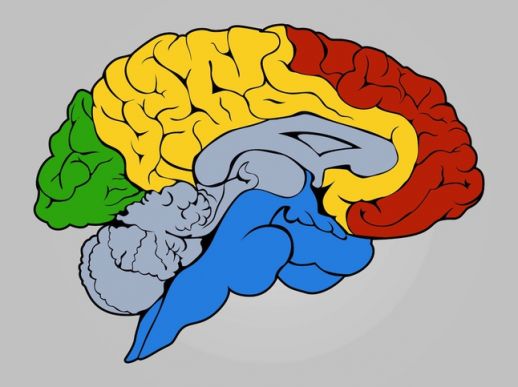 Colorful Brain Vector 518x387 Colorful Brain Vector