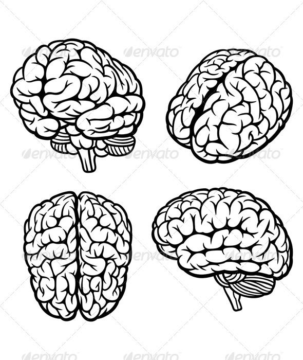 Graphics Brain Drawing, Brain 590x700 Graphics Brain Drawing, Brain