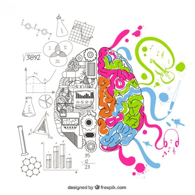 Analytical And Creative Brain Vector Free Download 626x626 Analytical And Creative Brain Vector Free Download