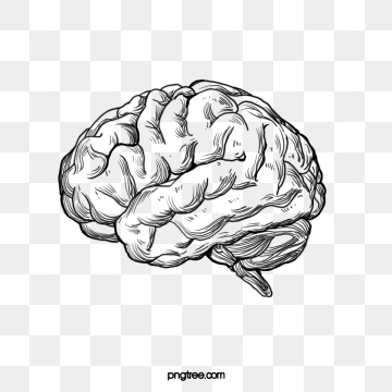 360x360 Brain Vector Vector Png, Vector, And Clipart With Transparent