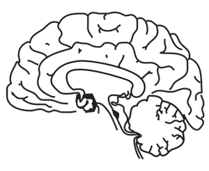 300x246 Free Brain Vector Illustration