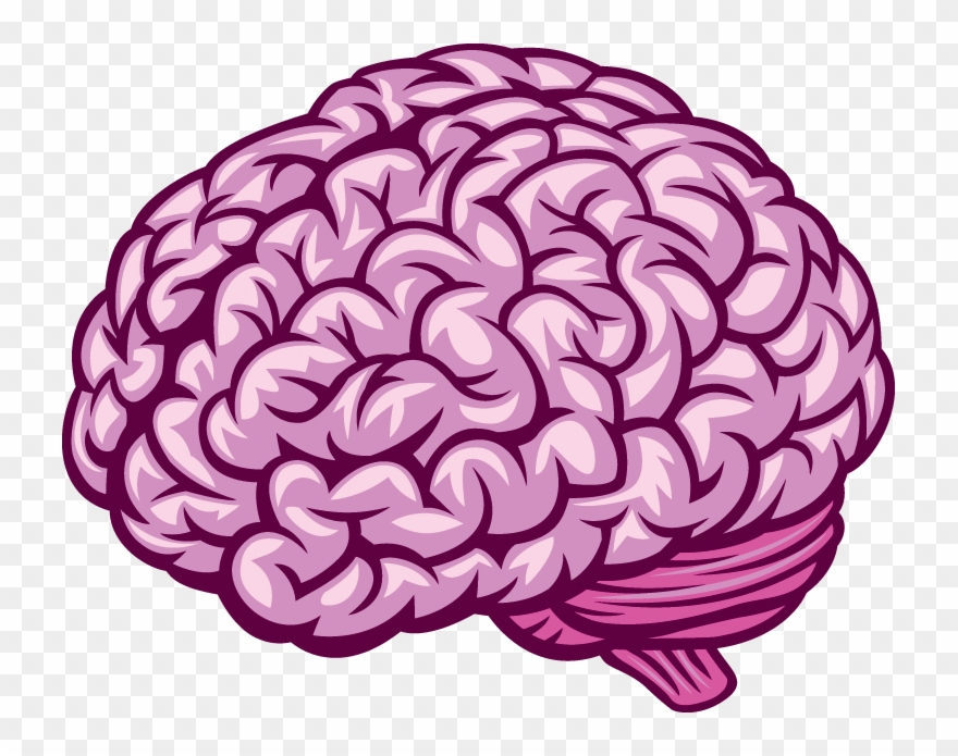 880x695 Human Brain