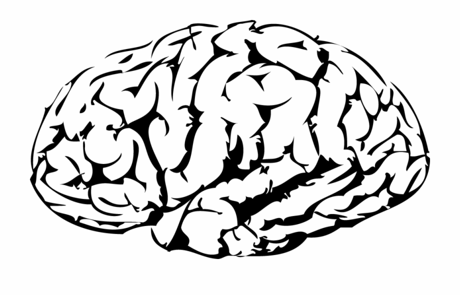 920x590 Brain Vector