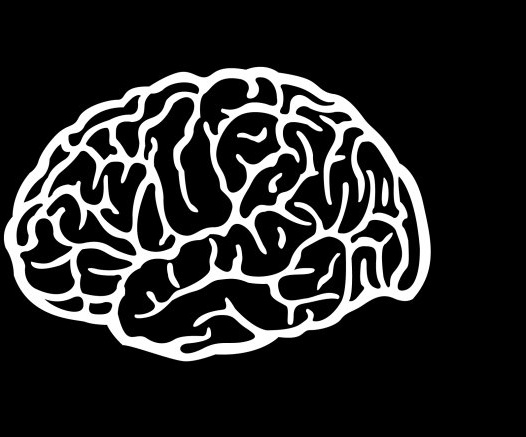 526x437 Brain Vector Free Vector In Adobe Illustrator